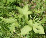 Paris quadrifolia