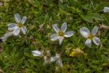 Claytonia arctica