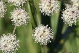 Angelica sylvestris