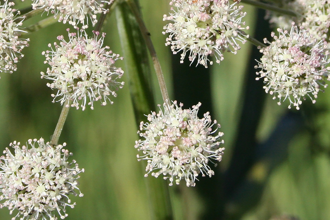 Изображение особи Angelica sylvestris.