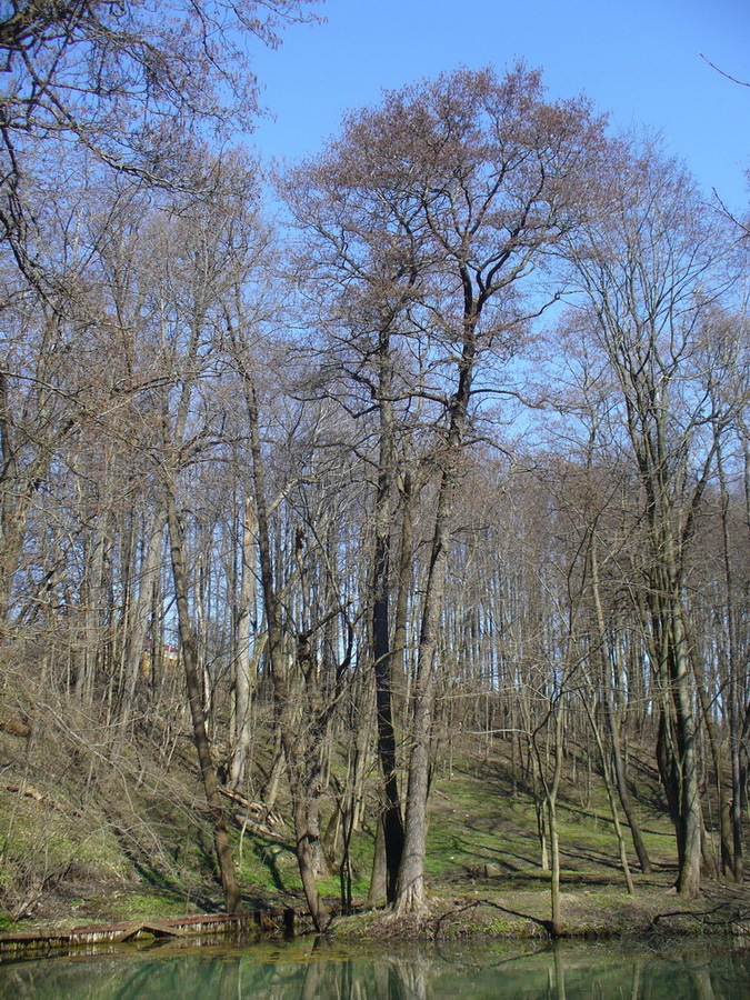Изображение особи Alnus glutinosa.