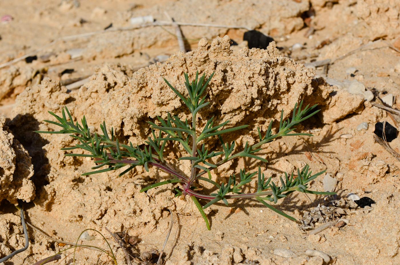 Image of Salsola pontica specimen.