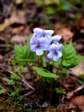 Viola selkirkii