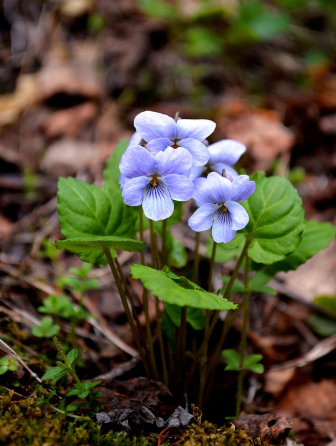 Image of Viola selkirkii specimen.