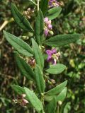 Lycium barbarum