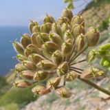 Heracleum stevenii. Часть соплодия. Краснодарский край, м/о Анапа, окр. пос. Бол. Утриш, обрывисто-осыпной береговой склон. 24.05.2014.