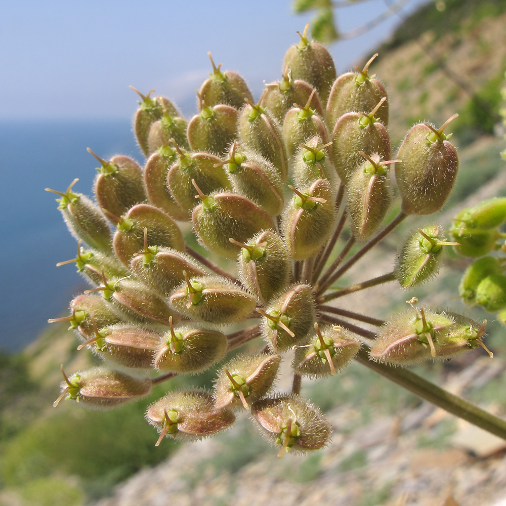 Изображение особи Heracleum stevenii.