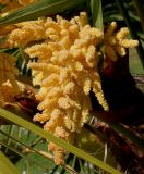 Trachycarpus fortunei. Соцветие. Германия, г. Дюссельдорф, Ботанический сад университета. 04.05.2014.