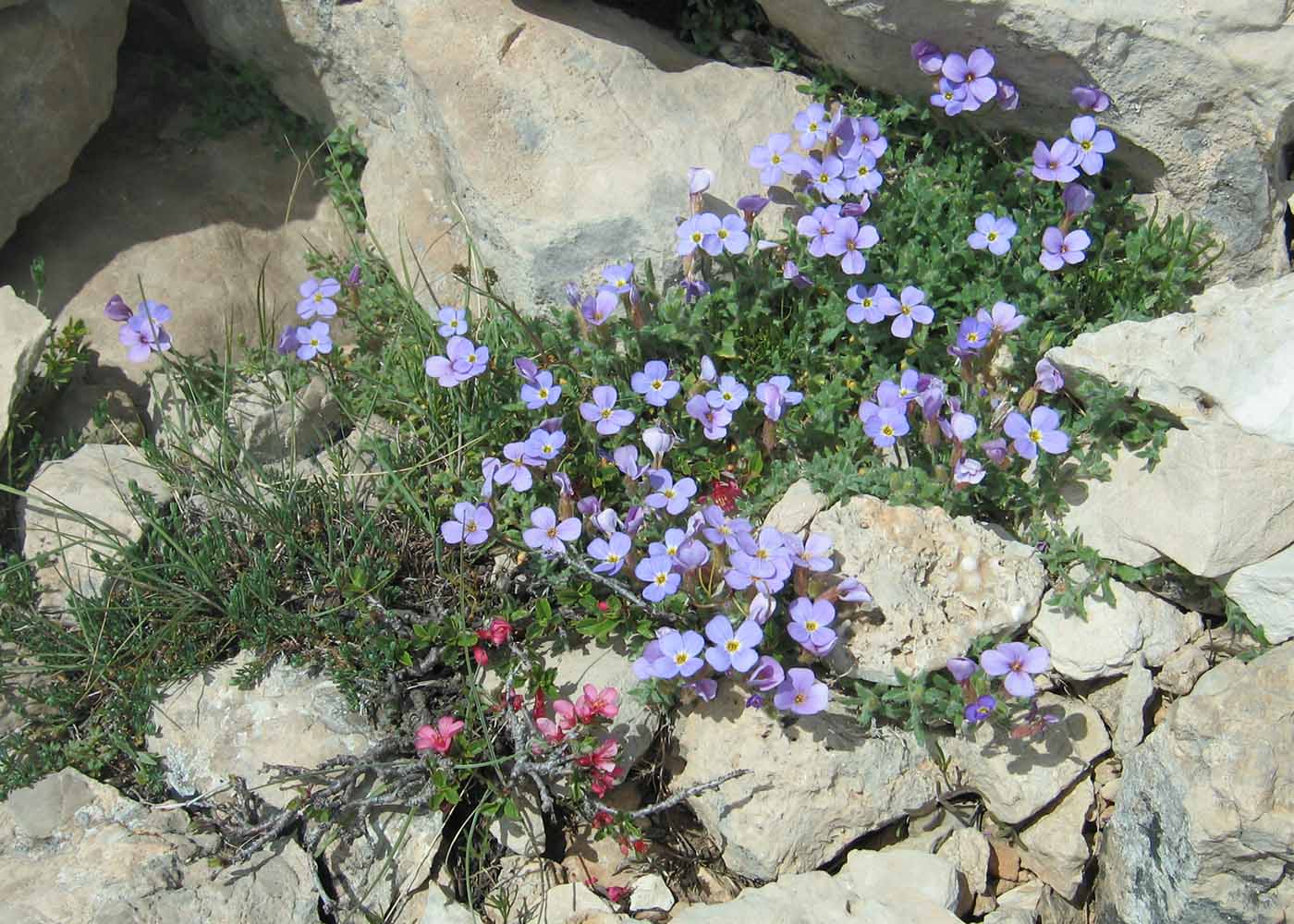 Image of genus Aubrieta specimen.