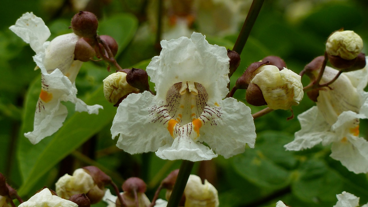 Image of Catalpa bignonioides specimen.