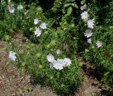 Malva moschata