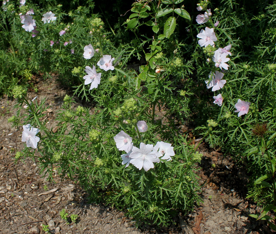 Изображение особи Malva moschata.