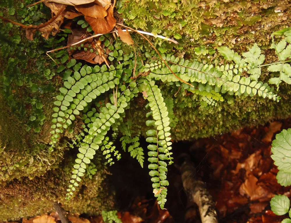 Изображение особи Asplenium trichomanes.