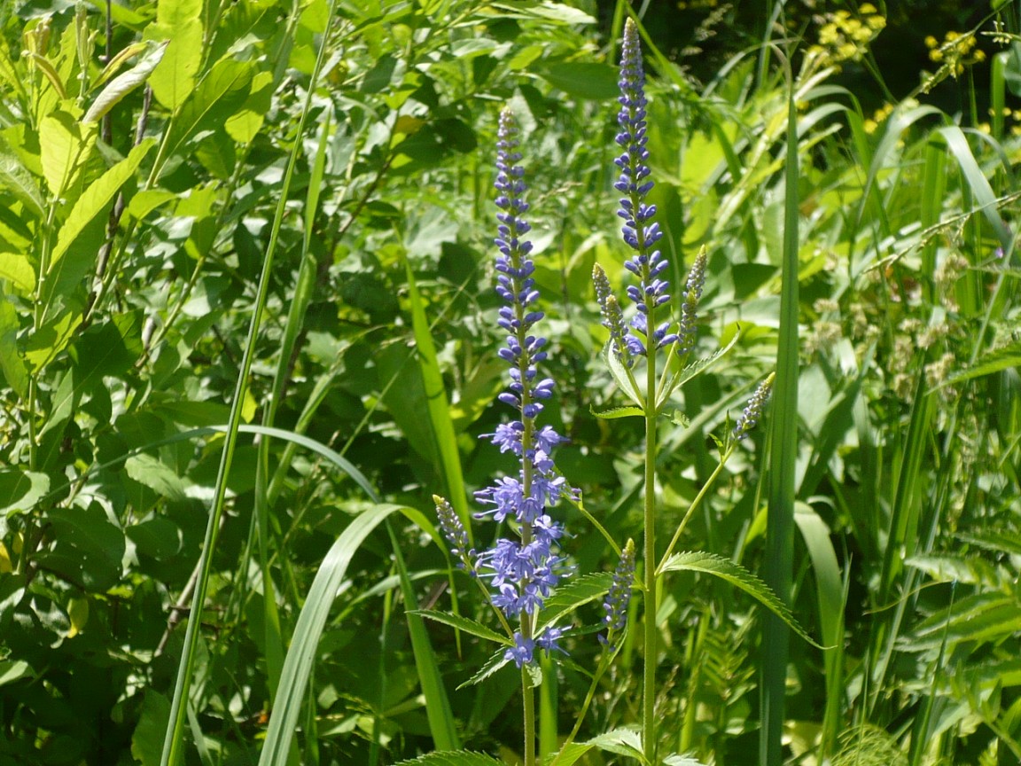 Изображение особи Veronica longifolia.