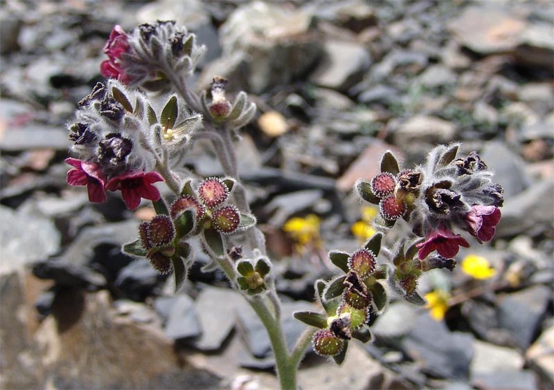 Image of Cynoglossum holosericeum specimen.