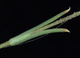 Silene linearis