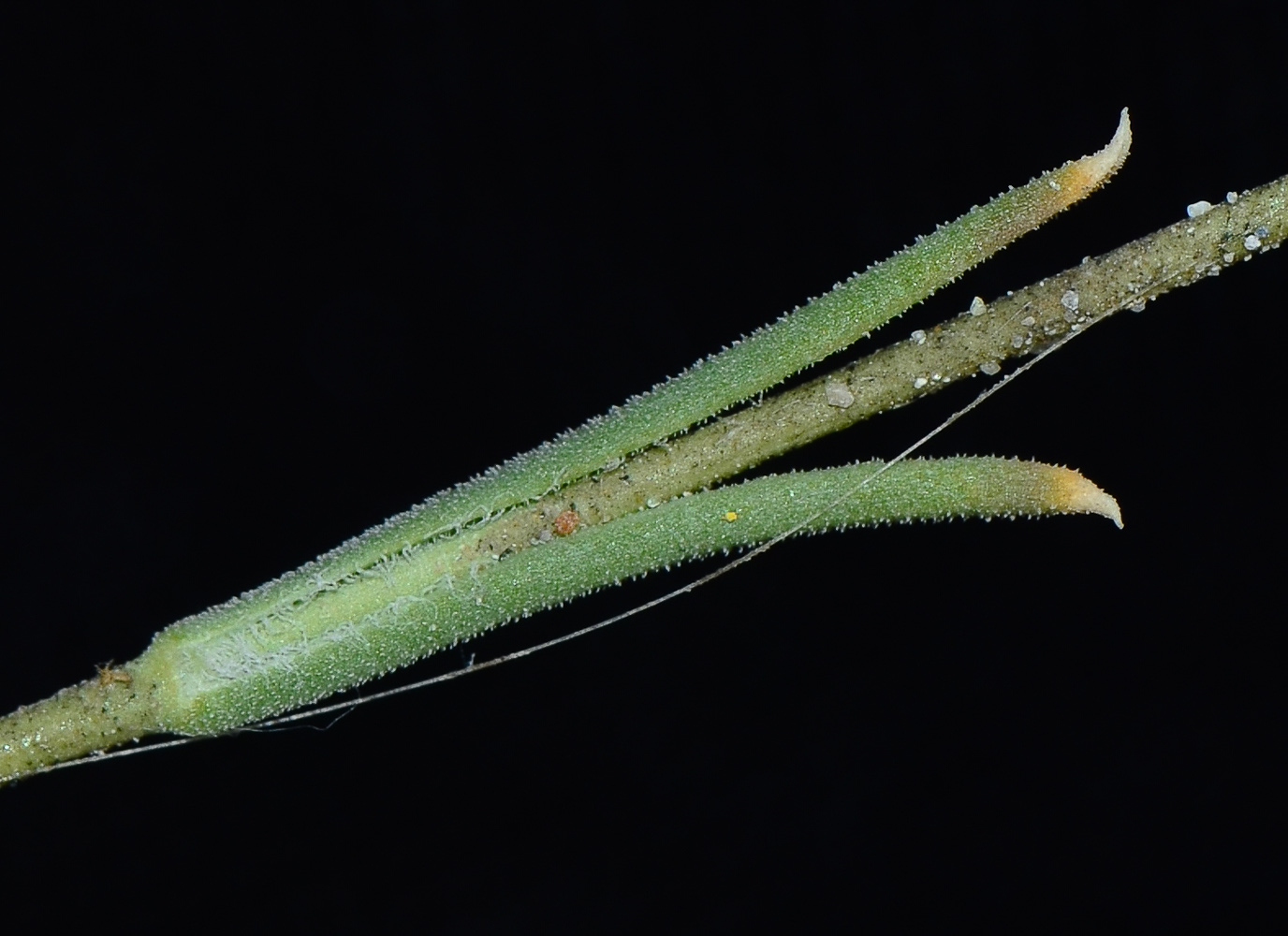 Image of Silene linearis specimen.