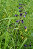 Delphinium maackianum