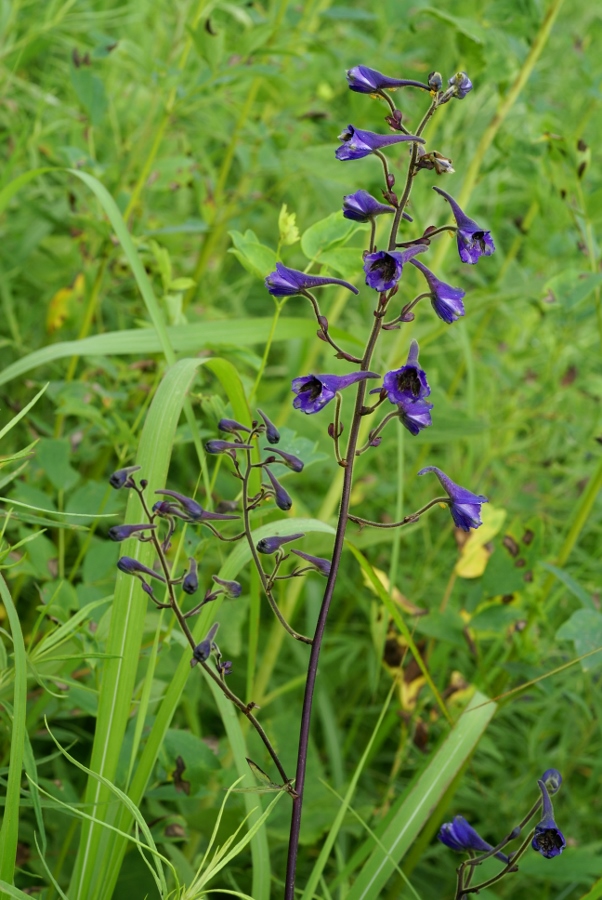 Image of Delphinium maackianum specimen.