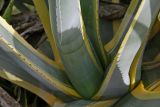 Agave americana var. variegata