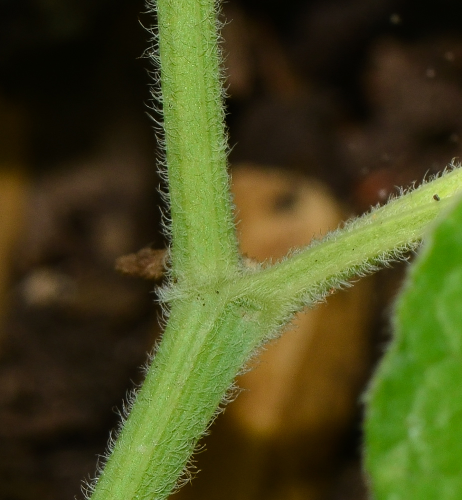Изображение особи Aristolochia paecilantha.