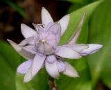 Hosta plantaginea