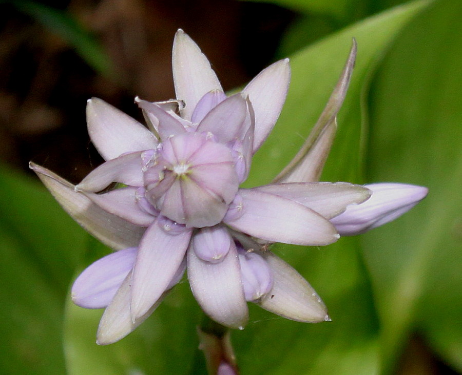 Изображение особи Hosta plantaginea.