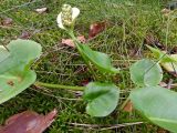 Calla palustris. Плодоносящее растение. Тверская обл., Кимрский р-н, окр. дер. Ларцево, кустарничково-сфагновый сосняк. 11.07.2014.