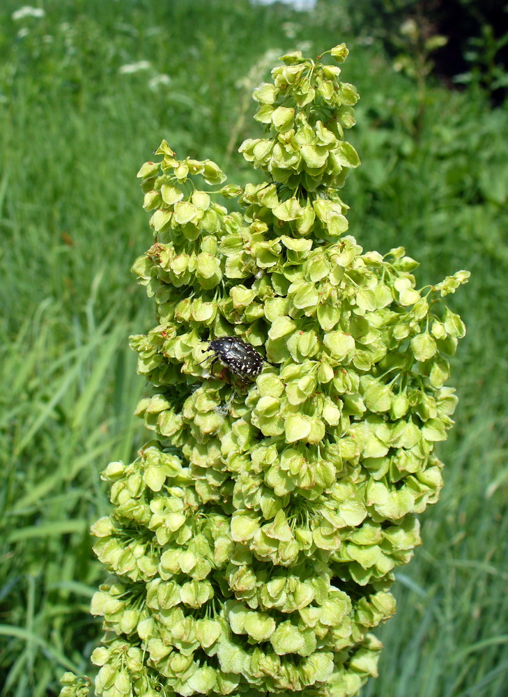 Изображение особи Rumex confertus.