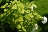 Hydrangea arborescens