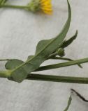 genus Picris