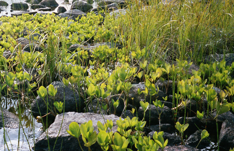 Image of Menyanthes trifoliata specimen.