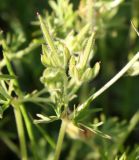 Geranium dissectum