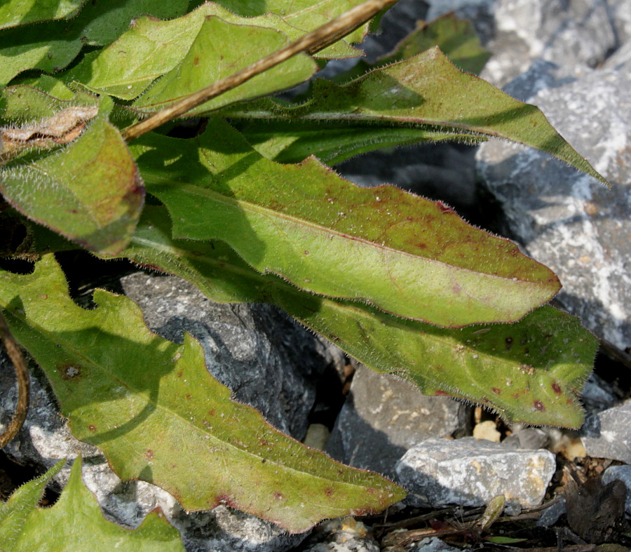 Image of Leontodon hispidus specimen.