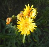 Sonchus arvensis подвид uliginosus. Соцветия. Московская обл., Железнодорожный, дер. Чёрное, обочина шоссе. 17.09.2014.