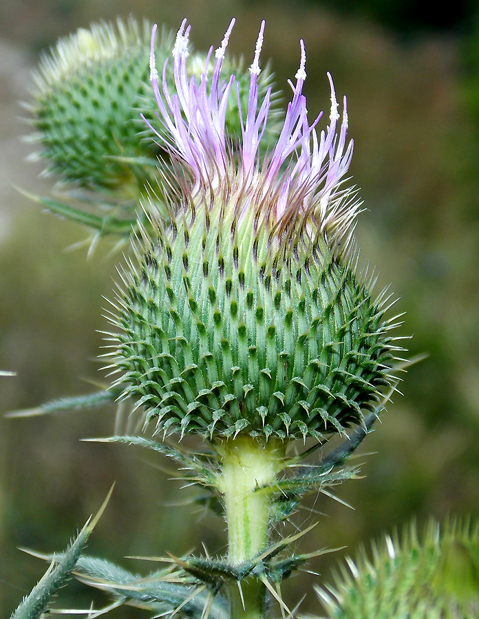 Image of Cirsium serrulatum specimen.