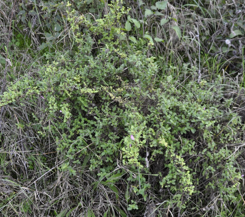 Image of genus Ononis specimen.