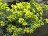 Odontarrhena obovata