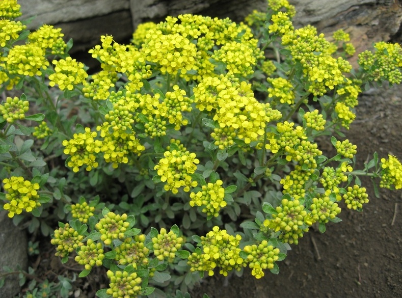 Image of Odontarrhena obovata specimen.