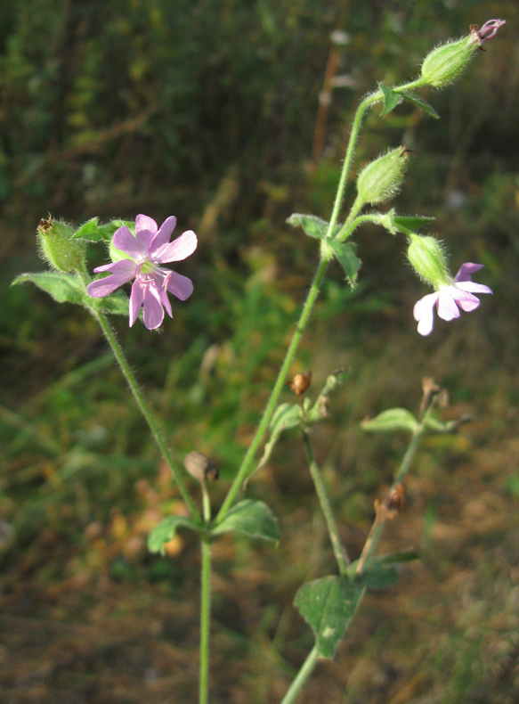 Image of Melandrium dioicum specimen.