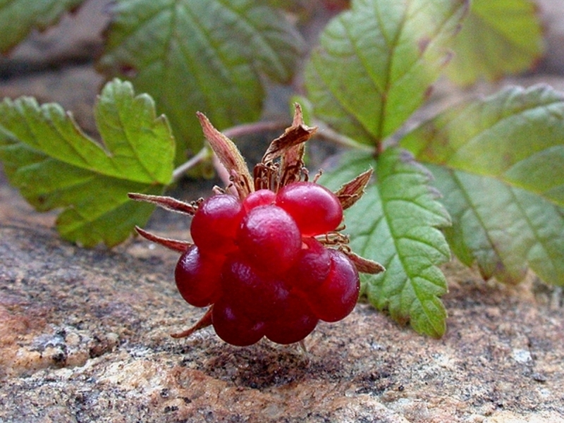 Изображение особи Rubus arcticus.