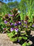 Glechoma hederacea