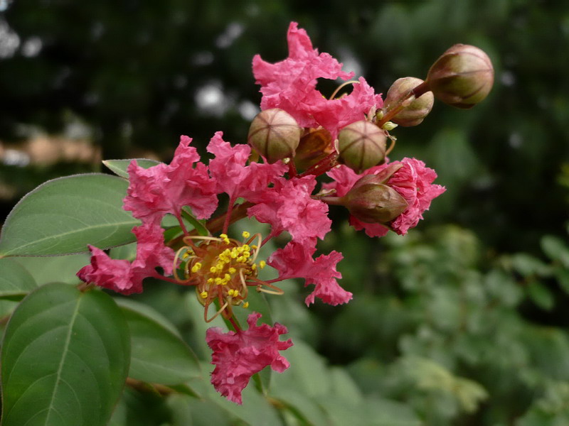 Image of Lagerstroemia indica specimen.