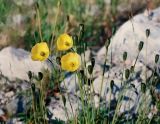 Papaver lapponicum ssp. jugoricum