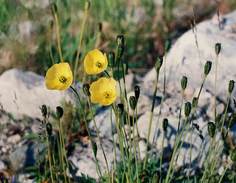 Изображение особи Papaver lapponicum ssp. jugoricum.