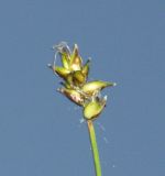 Carex dioica