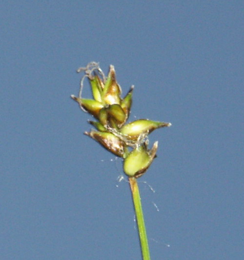 Image of Carex dioica specimen.
