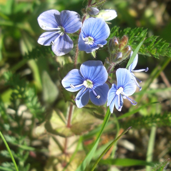 Image of Veronica chamaedrys specimen.
