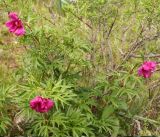 Paeonia intermedia