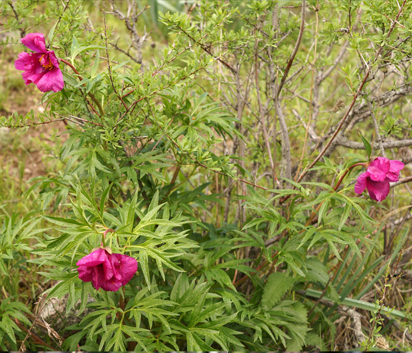 Image of Paeonia intermedia specimen.